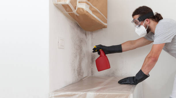Professional Attic Mold Remediation technician working in Bellwood, IL