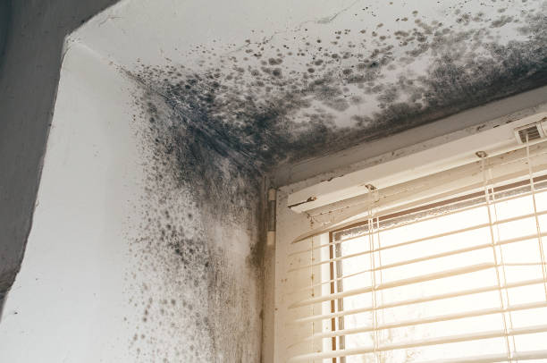 Affordable Attic Mold Remediation solutions in Bellwood, IL