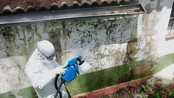 Top rated local Attic Mold Remediation specialists in Bellwood, IL